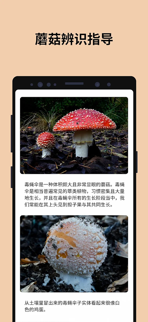 蘑菇识别扫一扫