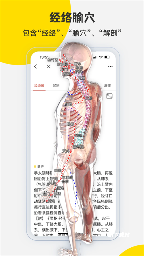 3Dbody