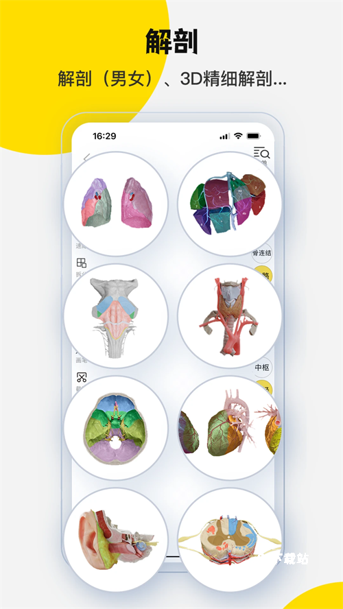 3Dbody